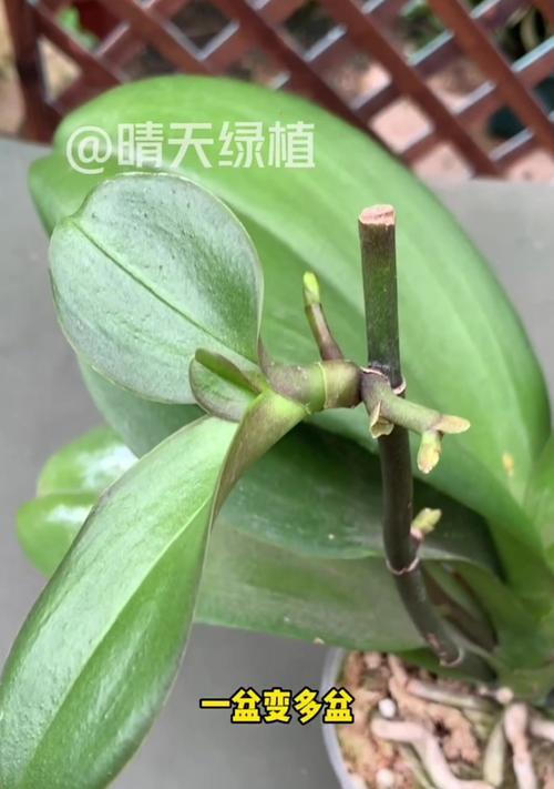 蝴蝶兰换盆的最佳时机是什么时候？换盆步骤是怎样的？