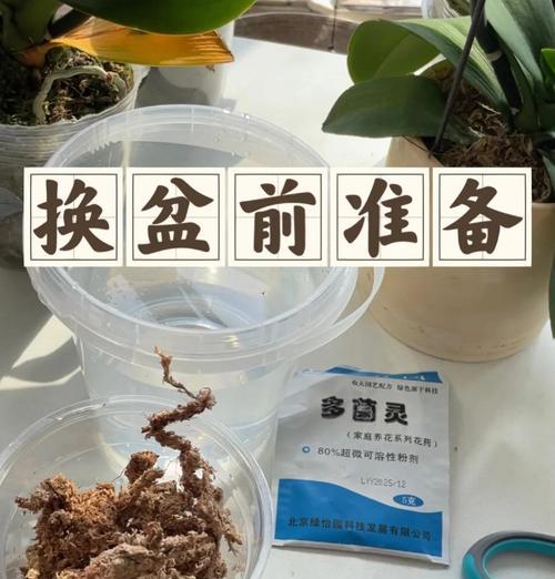 蝴蝶兰换盆的最佳时机是什么时候？换盆步骤是怎样的？