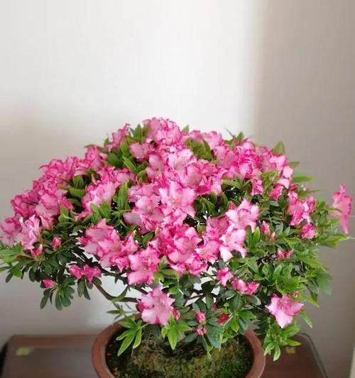 哪些花卉适合初学者养殖？如何选择容易照料的花卉？