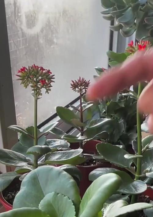 哪些花卉适合初学者养殖？如何选择容易照料的花卉？