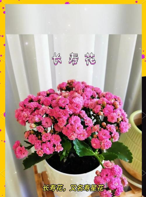 哪些花卉适合初学者养殖？如何选择容易照料的花卉？