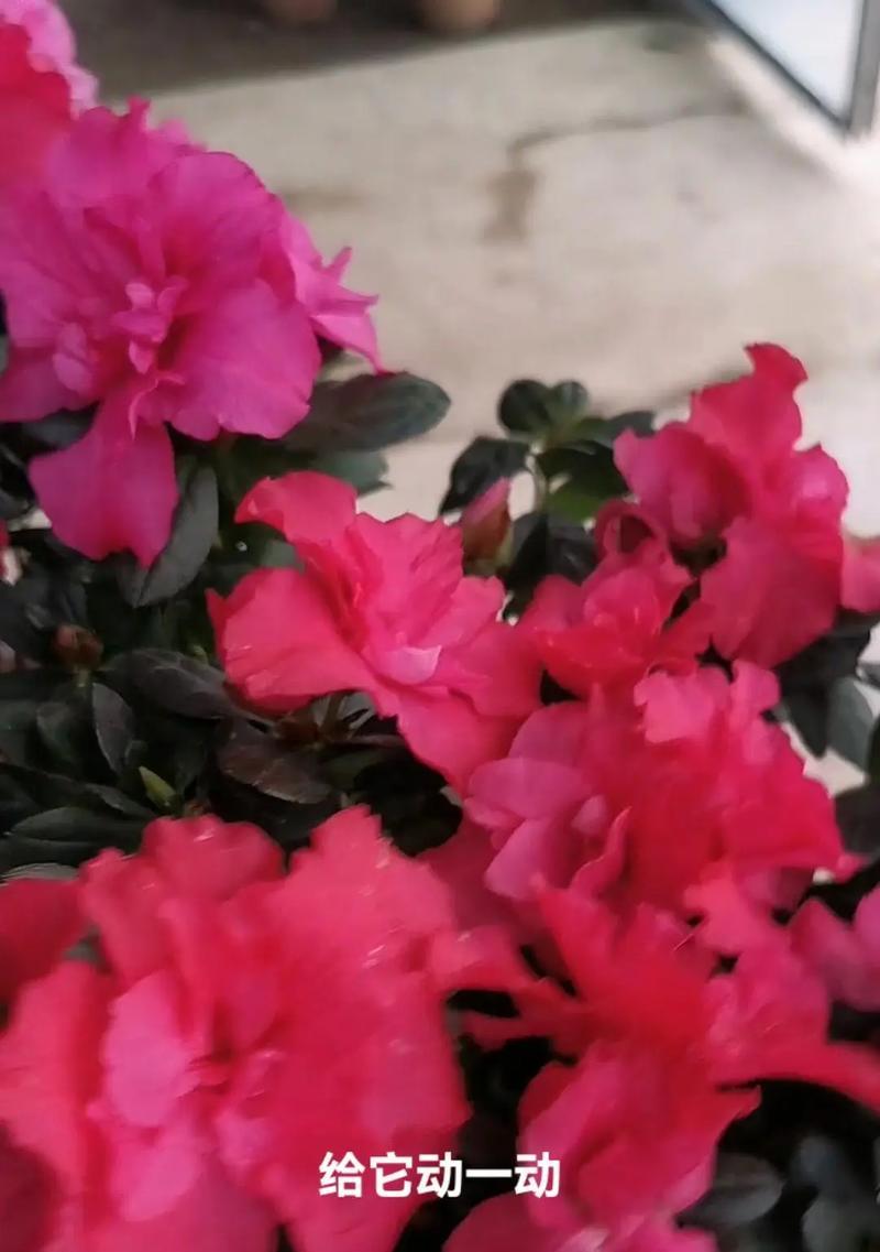 杜鹃花养殖需要注意什么？如何解决常见问题？