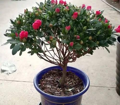 杜鹃花养殖需要注意什么？如何解决常见问题？