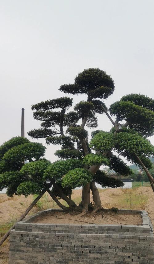 杜鹃花养殖需要注意什么？如何解决常见问题？