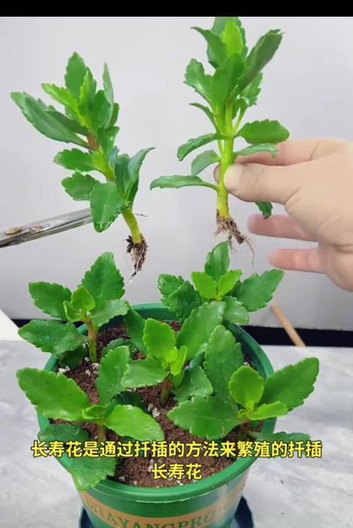 嫁接仙人掌的养殖技巧是什么？如何确保嫁接成功？