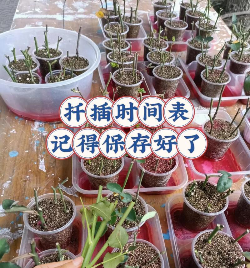 桂花树的最佳扦插时间是什么时候？扦插方法有哪些？
