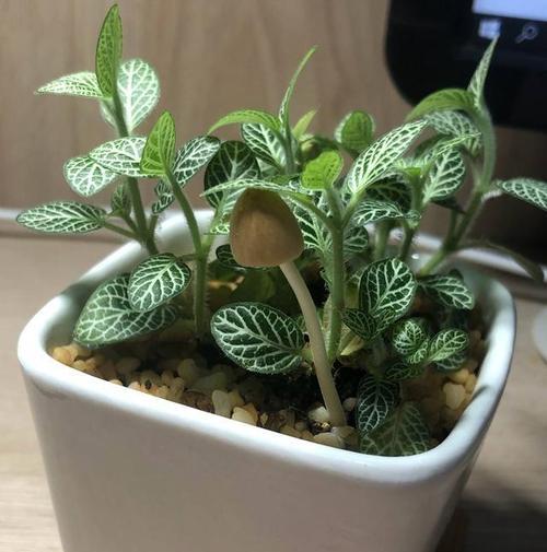 盆栽小青草有哪些益处？如何正确养殖？