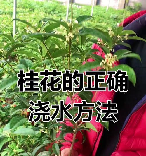 桂花的特性和养护要点是什么？