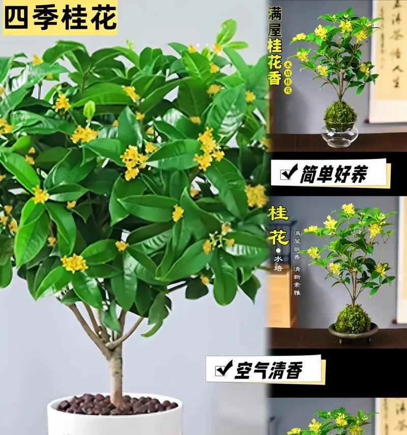 桂花的特性和养护要点是什么？