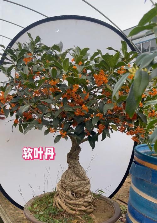 桂花的特性和养护要点是什么？