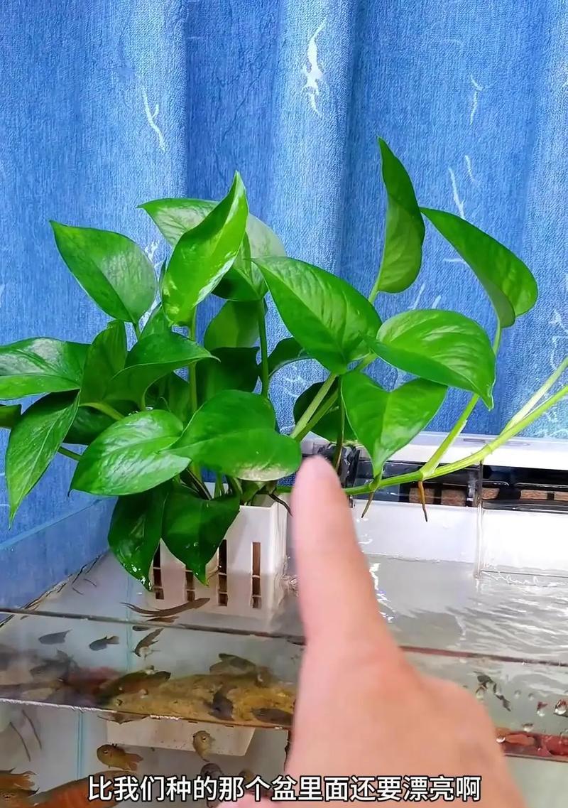 绿箩水培的正确步骤是什么？如何解决水培过程中的问题？