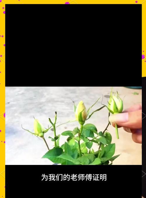 种植玫瑰有哪些步骤？如何确保玫瑰花的健康生长？