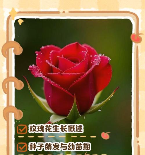 种植玫瑰有哪些步骤？如何确保玫瑰花的健康生长？