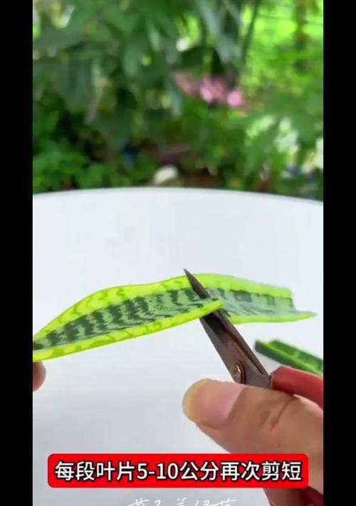 虎皮兰扦插的正确步骤是什么？怎样提高成活率？