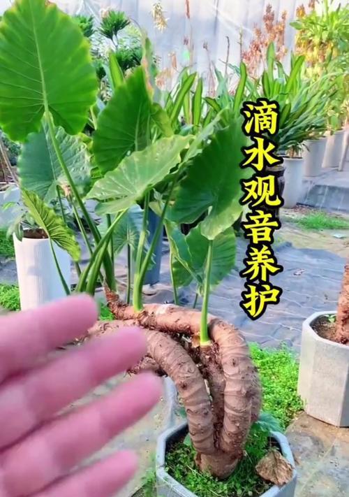 滴水观音养护中常见的问题有哪些？