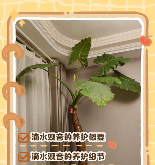 滴水观音养护中常见的问题有哪些？