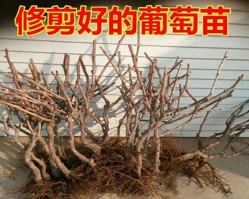 盆栽葡萄结果数量如何控制？