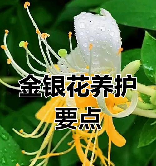 金银花的养殖方法是什么？如何提高金银花的产量？