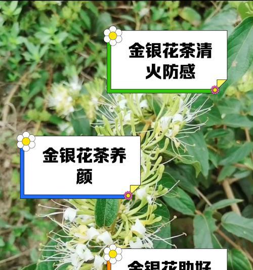 金银花的养殖方法是什么？如何提高金银花的产量？