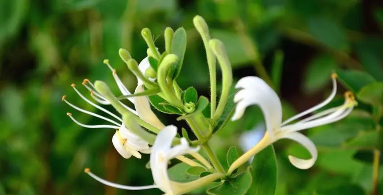 金银花的养殖方法是什么？如何提高金银花的产量？