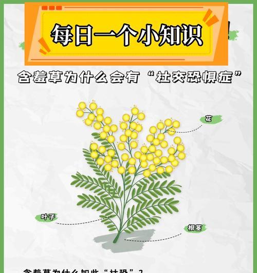 含羞草的害羞特性是如何表现的？含羞草有哪些独特之处？
