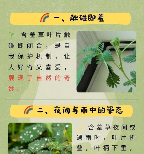 含羞草的害羞特性是如何表现的？含羞草有哪些独特之处？