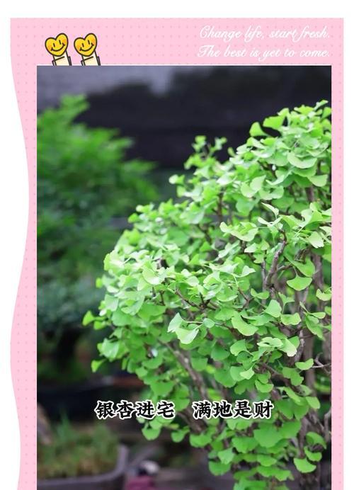 银杏盆景养护需要注意哪些事项？如何保持其健康生长？