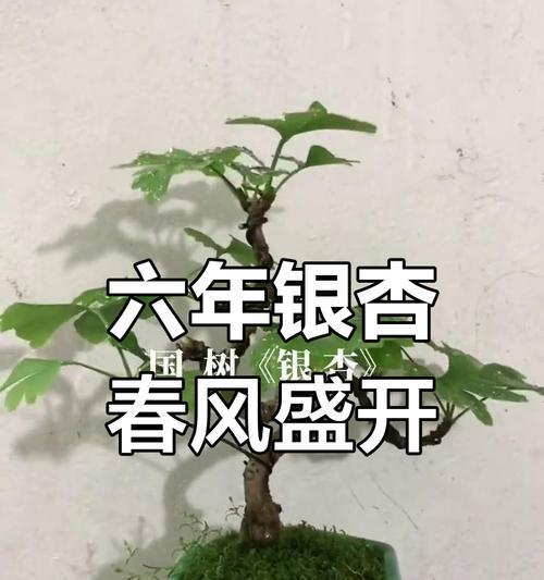 银杏盆景养护需要注意哪些事项？如何保持其健康生长？