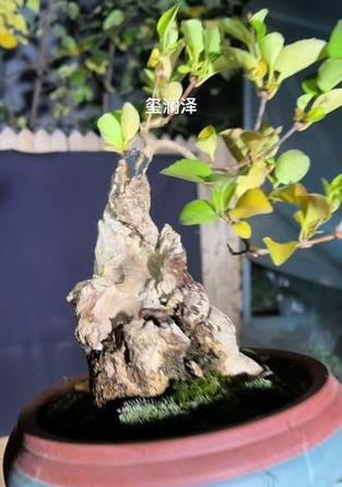 高端银杏树盆景禅意？如何营造和维护？