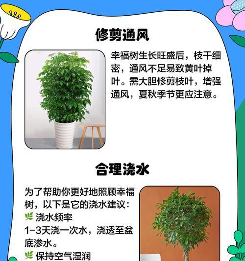幸福树落叶的原因及预防措施是什么？