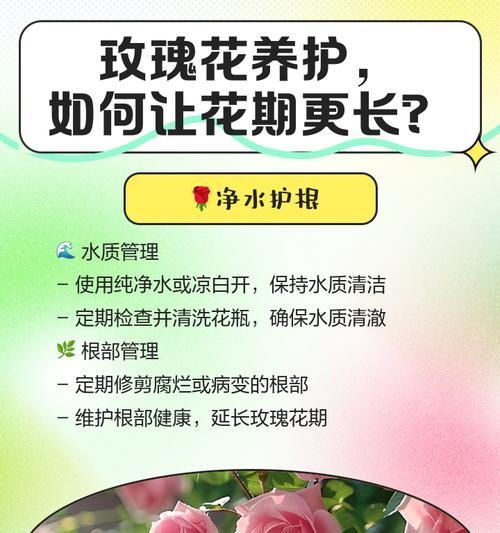 玫瑰花期短怎么办？延长花期的秘诀是什么？