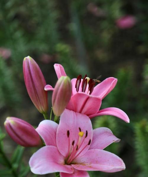 百合花有哪些特征？