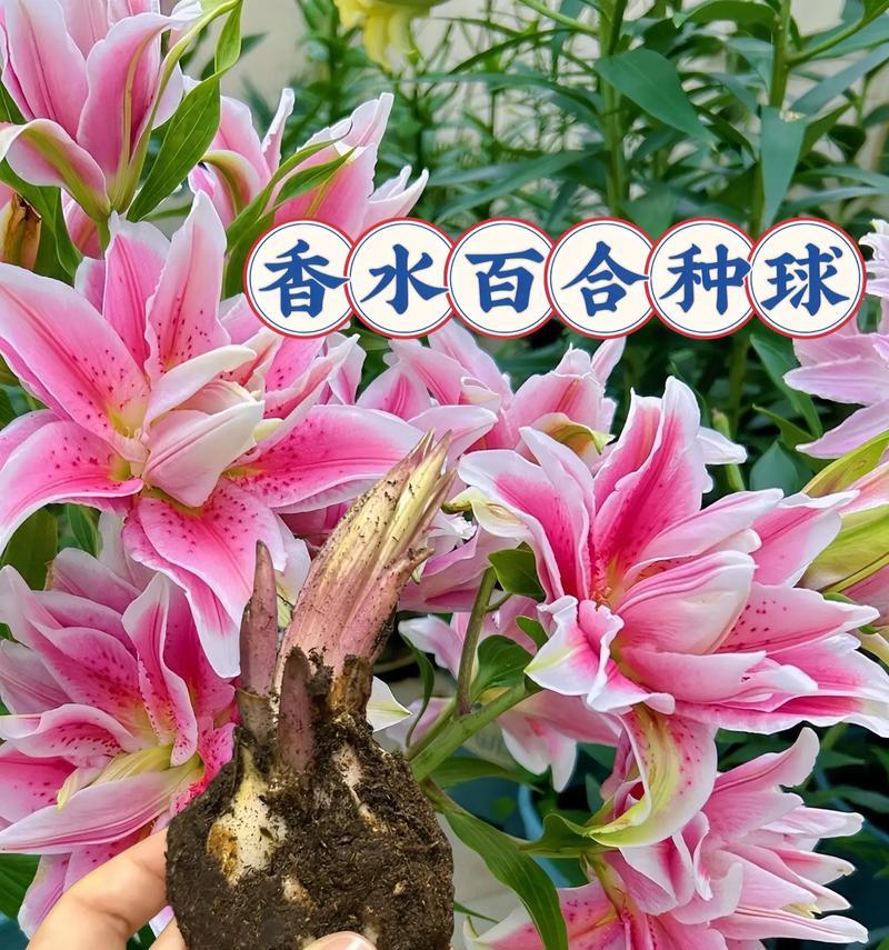 百合花有哪些特征？