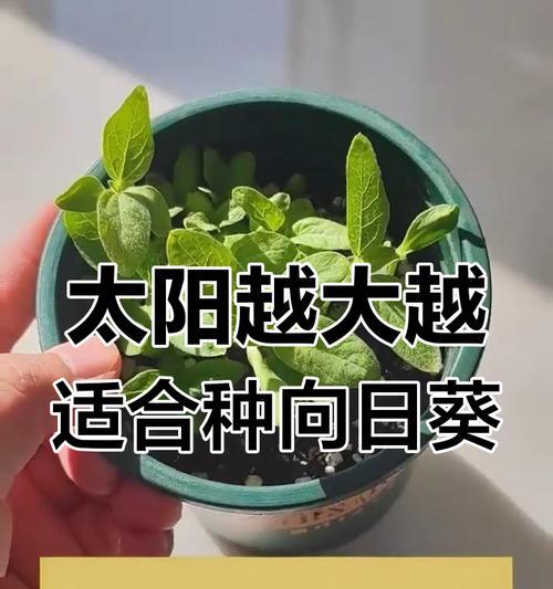 向日葵发芽后如何进行管理？向日葵幼苗期需要哪些特别照顾？