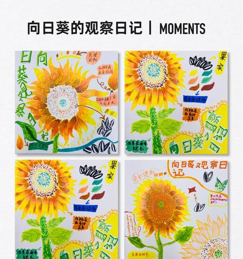 向日葵发芽后如何进行管理？向日葵幼苗期需要哪些特别照顾？