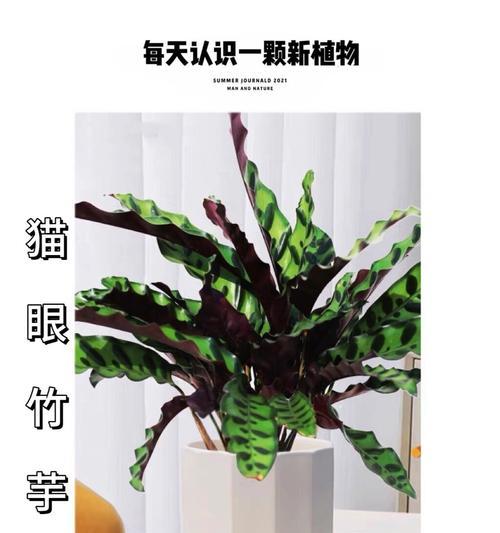 猫眼玉竹的养殖技术有哪些？如何正确养殖猫眼玉竹？