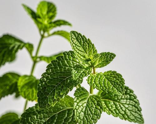 水桶中绿色植物的正确名称是什么？如何正确养护？