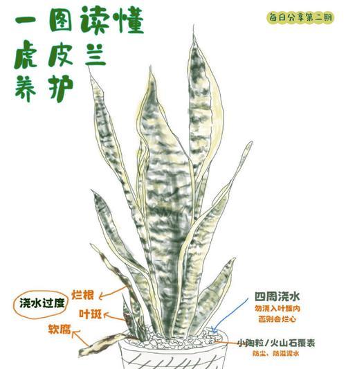 水桶中绿色植物的正确名称是什么？如何正确养护？