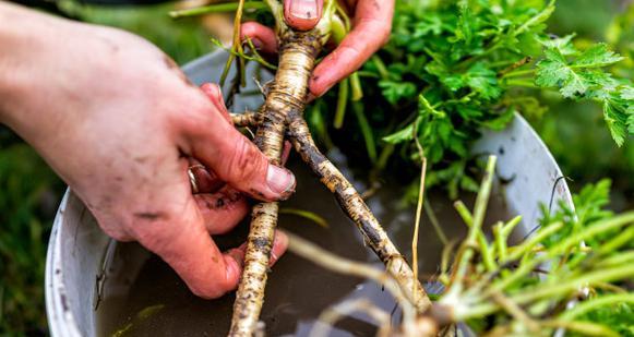 水桶中绿色植物的正确名称是什么？如何正确养护？