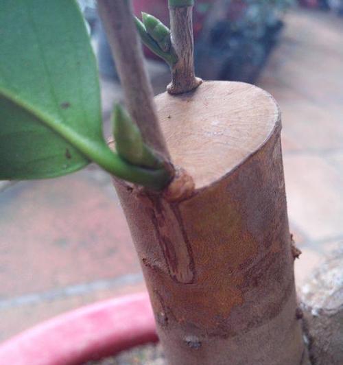 桂花怎么嫁接？桂花嫁接的方法是什么？