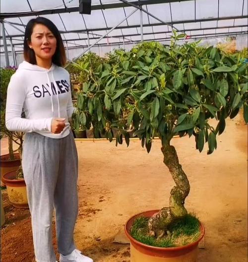 桂花怎么嫁接？桂花嫁接的方法是什么？