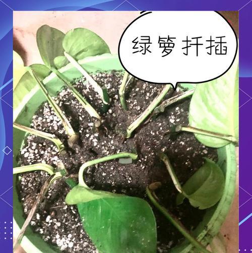 绿萝生长过快的处理方法和养护建议是什么？