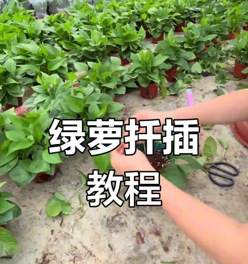 绿萝生长过快的处理方法和养护建议是什么？