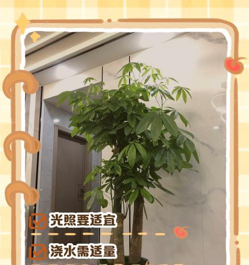 屋里的发财树怎么养好？如何解决叶子发黄问题？