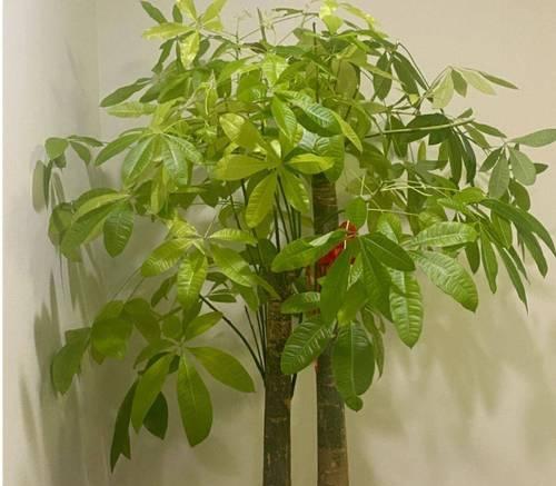 屋里的发财树怎么养好？如何解决叶子发黄问题？