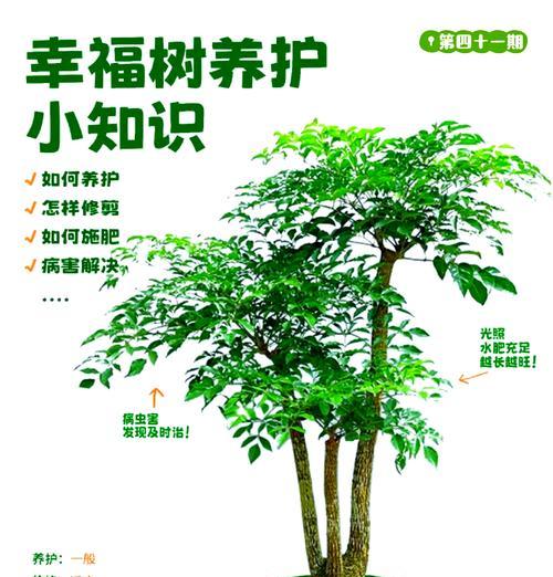 平安树繁殖的正确方法是什么？如何提高繁殖成功率？