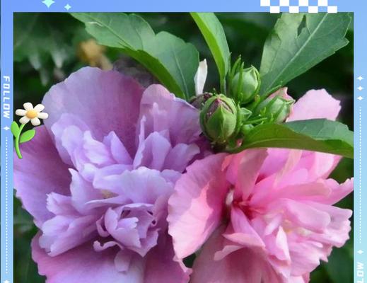 木槿花的养殖方法有哪些？木槿花养殖需要注意什么？