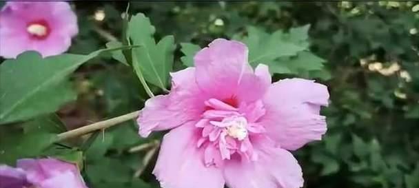 木槿花的养殖方法有哪些？木槿花养殖需要注意什么？