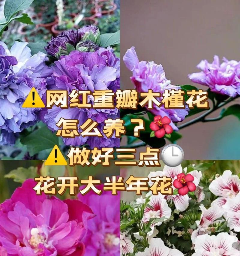 木槿花的养殖方法有哪些？木槿花养殖需要注意什么？