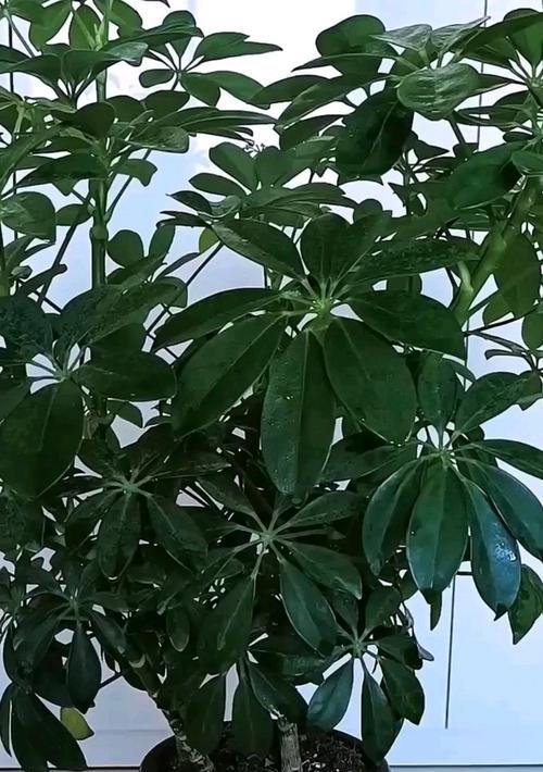 鸭掌木还有哪些别名？它的特性是什么？
